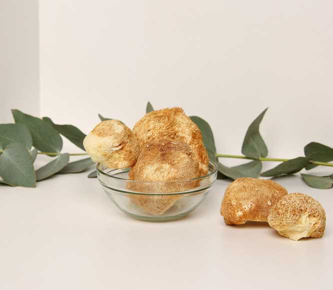 Lion's Mane (Hericium erinaceus) — 100g