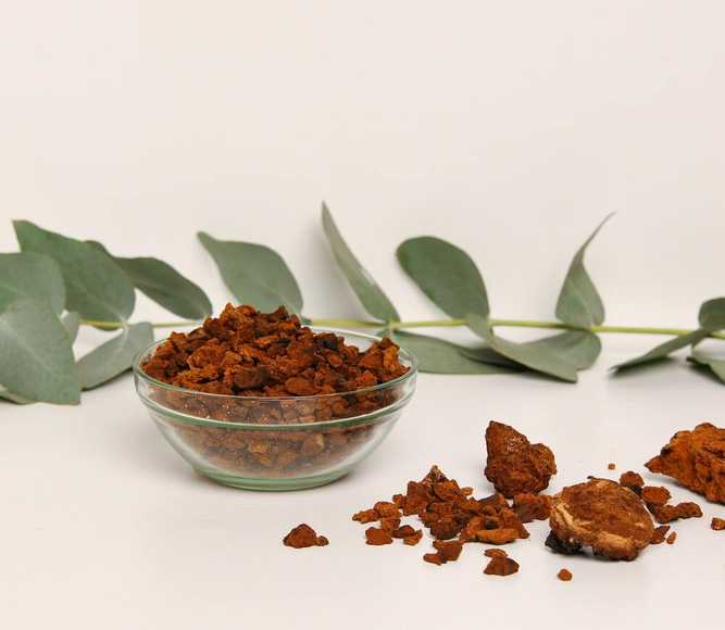 Chaga (Inonotus obliquus) — 100g