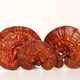 Reishi mushroom (Ganoderma lucidum) — 100g — photo 5