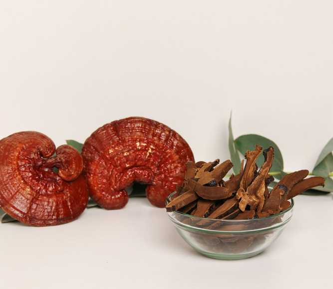 Reishi mushroom (Ganoderma lucidum) — 100g